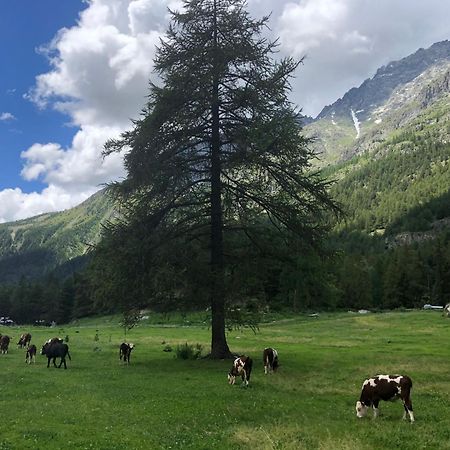 Maison Constance Bionaz Dış mekan fotoğraf